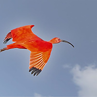 Blairbirding