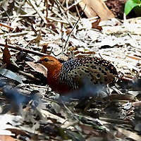 Birding for Life