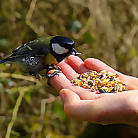Birding For Pleasure