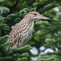 Birding Faroes