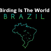 Birding is the World Brazil Blog