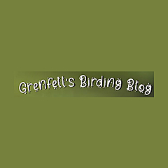 Grenfell&#39;s Birding Blog