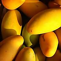 The Mango Place