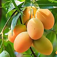 Alphonso Mango Blog