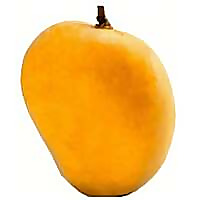 Ratnagiri Alphonso Mango Blog