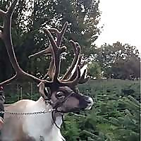 Woolley Edge Christmas Tree Farm Blog