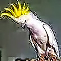 MYSTERIES in PARADISE