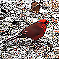 Any Bird Any Body