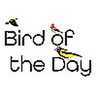 Bird of the Day
