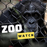 Zoo Watch