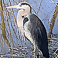 Nature of the Upstate