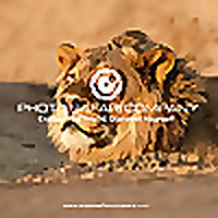 The Photo Safari Show