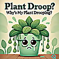 Plant Droop Why's My Plant Drooping?
