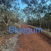 Bluegum