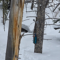Wilderness Soundscapes