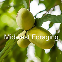 Midwest Foraging