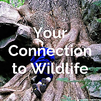 Your Connection to Wildlife