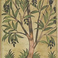 Surah Yasin Commentary