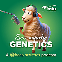 Ewe-niquely Genetics, a podcast by Sheep Genetics