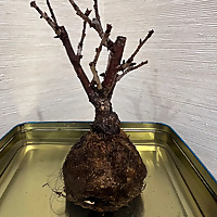 Zen Bonsai Vibes A Tree, A Day, A Voice
