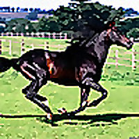 Equine Physiology and Behaviour