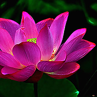 Lotus Sutra Buddhism