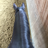 Dressurpassion, der Podcast zur Reitlehre