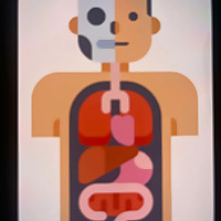 Anatomy and physiology