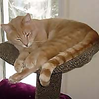 The Hervey Foundation for Cats