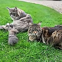 Maine Coon Central Blog