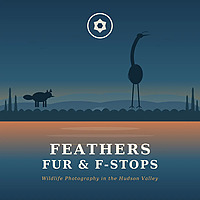 Feathers, Fur and F-stops