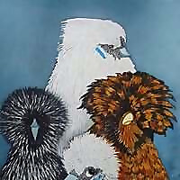 Randy's Chicken Blog