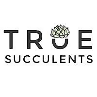 True Succulents Blog