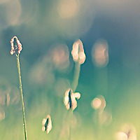 San Jose Psychic Institute Blog