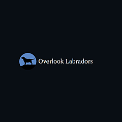 Overlook Labradors Blog