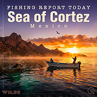 Sea of Cortez, Mexico Fishing Report Today