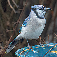 Blue Ridge Birds and Nature at Hilton Pond North