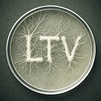 Lichen The Vibe