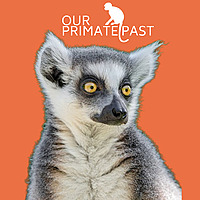 Our Primate Past