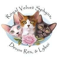 Royal Velvet Sphynx Blog