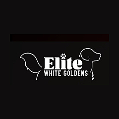 Elite White Goldens Blog