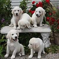 MN English Golden Blog