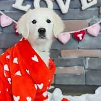 Recherche Goldens Blog