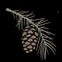 Southern Pines Blog