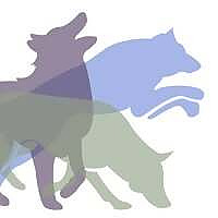 Savvy Dog Sports Blog
