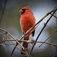 The Nature Connection