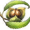 Chestnut School of Herbal Medicine Blog