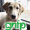 Good News For Pets