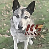 K9 Basics | New Jersey Dog Training and Off-Leash Control