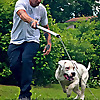Best Buddy Dog Trainer, LLC